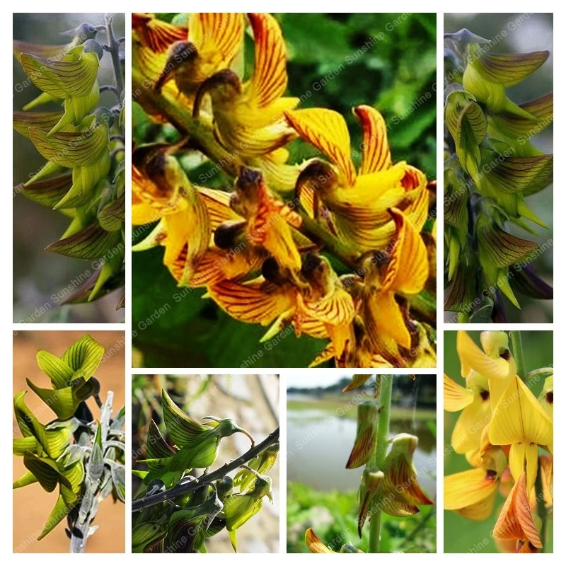 Crotalaria cunninghamii,Yellow Birdflower 30PCS Rare Crotalaria Juncea Seed Green Bird Flower Mix