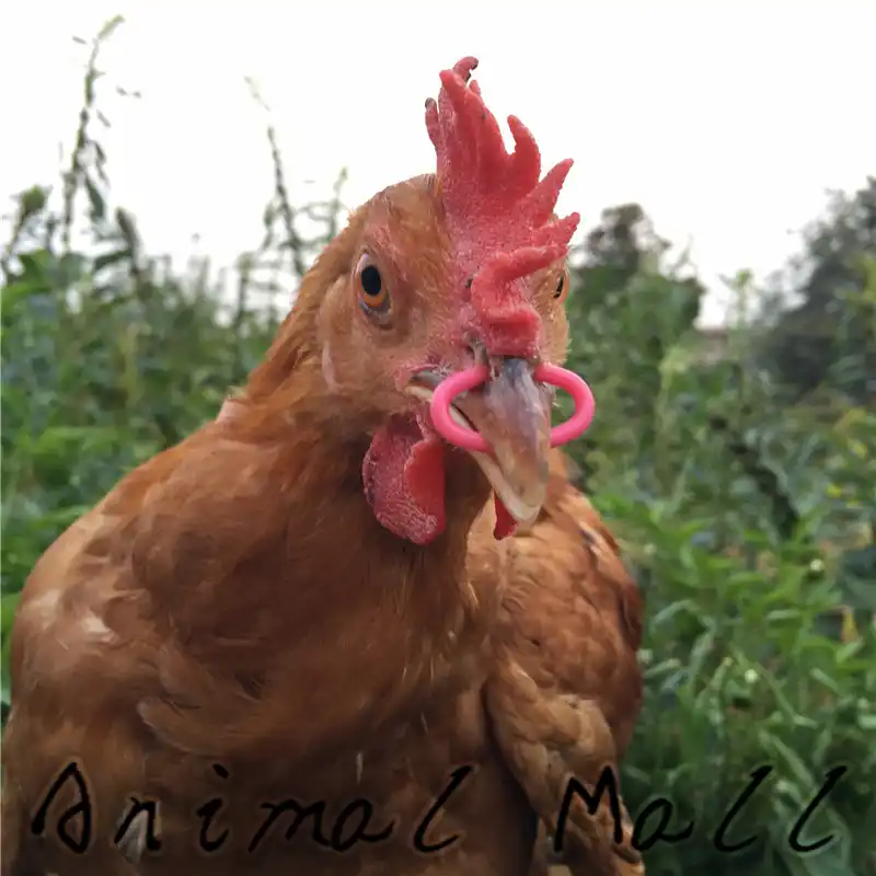 100 pçs 2015 modelos de explosão boca de frango fivela sem parafusos óculos de faisão óculos fazenda equipamentos por atacado livre