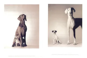 

free shipping animal oil painting black and white picture dog canvas prints on canvas home wall art decoration picture