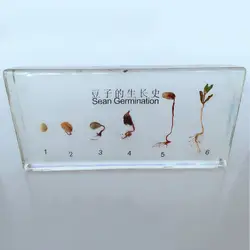 Прорастание бобов и процесс роста встроенные образцы история роста растений образцы модели биология ботаника учебные пособия