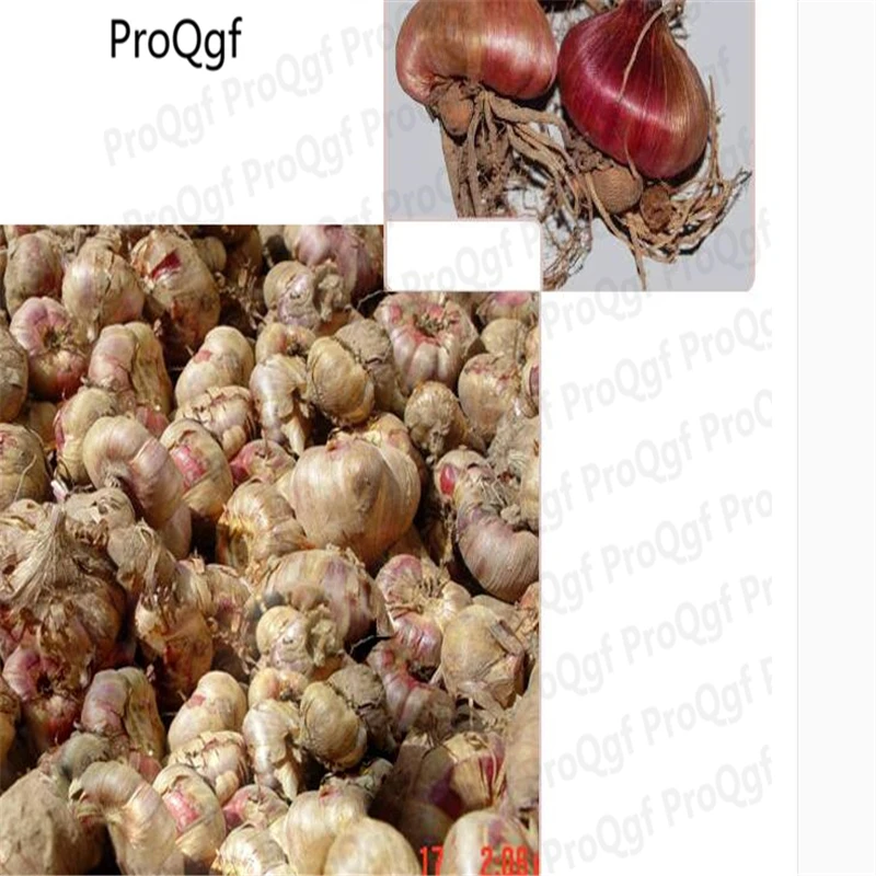 

Ngryise 10Pcs A Set Vaniot Houtt gladiolus Bulb