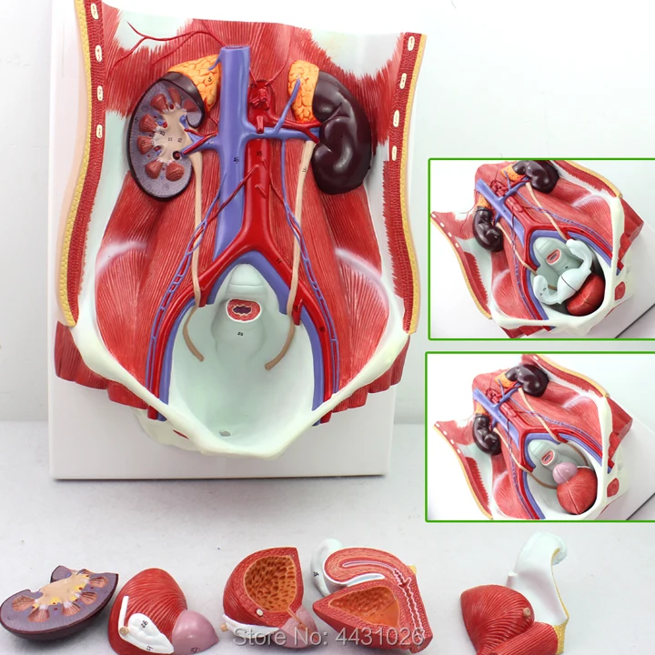 ENOVO The anatomy model of the abdominal wall in the urological model of the urinary system