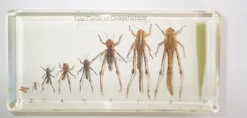 

Life Cycle of grasshopper in Acrylic Scientific skeleton anatomy anatomical traumatic gun buy medical instruments paperweight