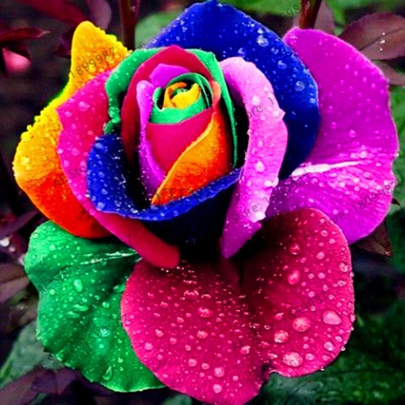 200 pcs Rare Holland Rainbow Rose Flower bonsai Home Garden Rare Flower plant 24 color rainbow Rose flores 200 pcs Rare Holland Rainbow Rose Flower bonsai Home Garden Rare Flower plant 24 color rainbow Rose flores