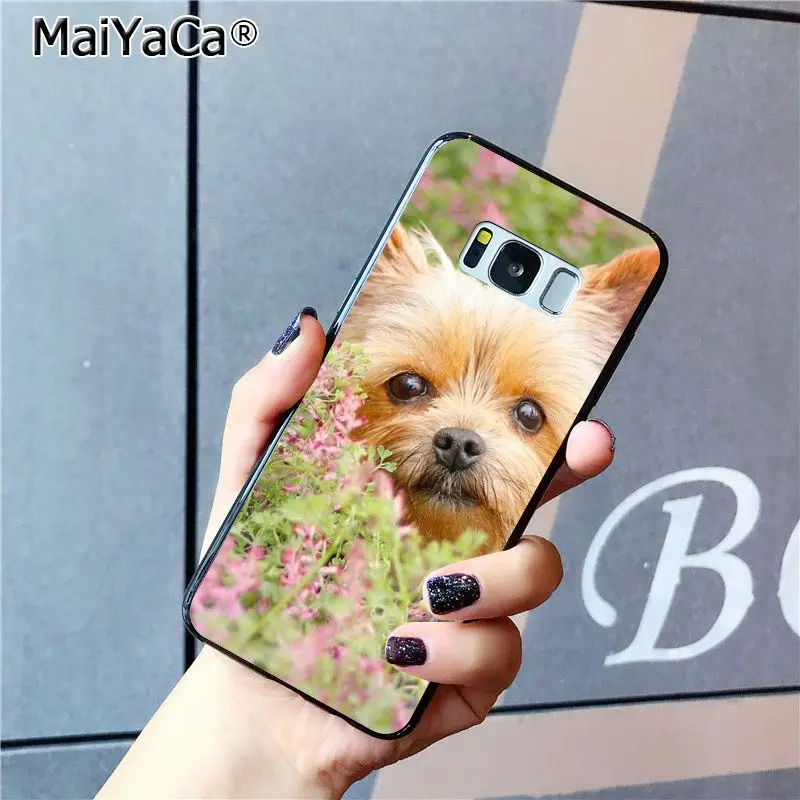yorkshire terrier dog puppy