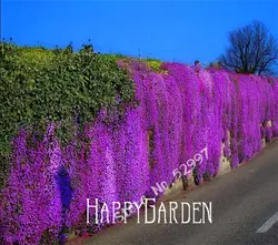 100 шт/партия сурепка, Aubrieta Cascade фиолетовый бонсай из цветов, превосходный многолетний растительный покров для домашнего сада