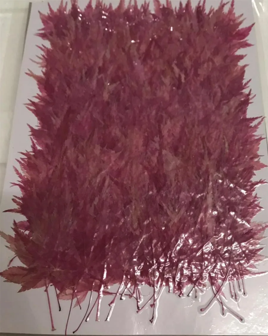 

1000pcs Dried Pressed Natural Red Maple Leaf Flower Plant Herbarium For Jewelry Bookmark Postcard Phone Case Invitation Card DIY