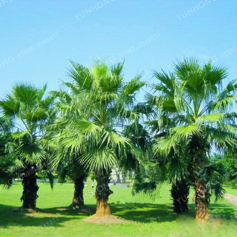 5 Pcs Palm Tree Bonsai Garden Ornament Evergreen Trachycarpus Fortunei Bonsai Tropical Landscape Plants Home Garden 5 Pcs Palm Tree Bonsai Garden Ornament Evergreen Trachycarpus Fortunei Bonsai Tropical Landscape Plants Home Garden
