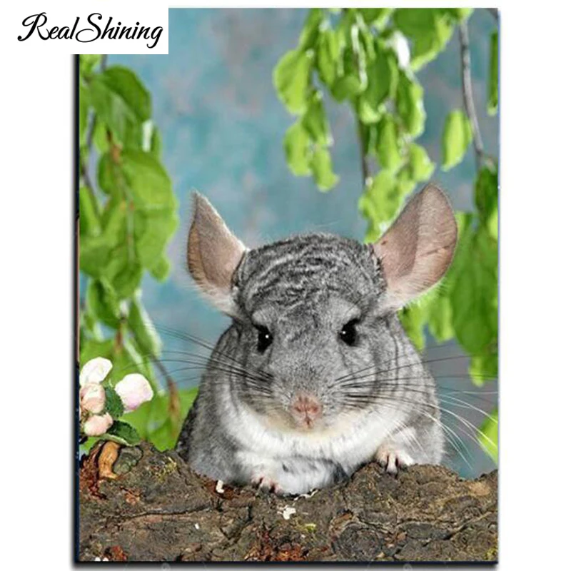 Chinchilla lanigera Molina mouse 999