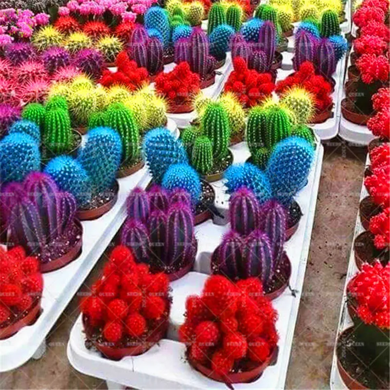 

100pcs/bag Mixed Rainbow Cactus Bonsai Plants Colorful Succulents Flower Perennial Planting Potted For Home Garden