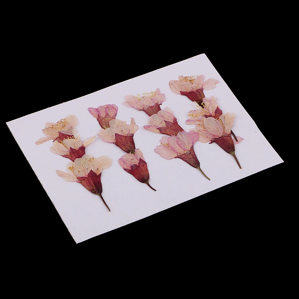 MagiDeal 12x Pressed Real Sakura Flower Dried Flowers DIY Phone Case Scrapbook Crafts for Making Greeting Card Craft Accessories