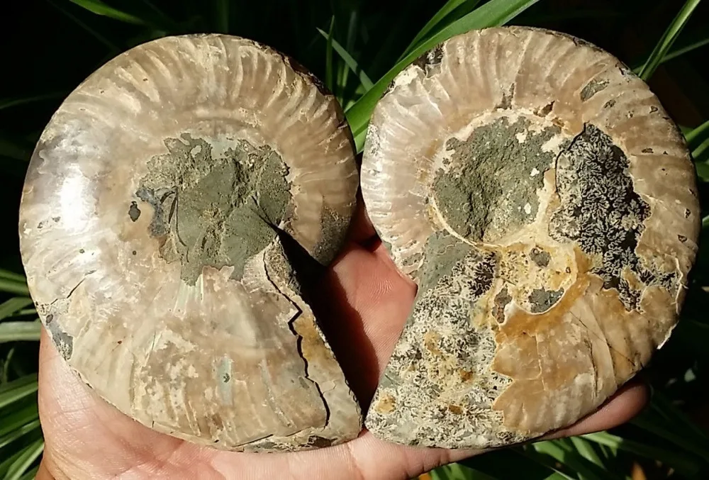 Natural Ammonite Fossil Slice Plate 110-120mm From Madagascar - Mineral Specimen, Healing Crystal, Free Stand Included For Home Decor