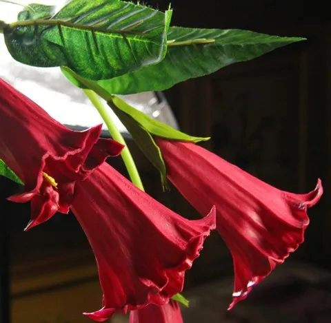 

ZLKING Flower Datura Original Package 10pcs Per Bag Mix Color Devil Flower DIY Home Plant Bonsai