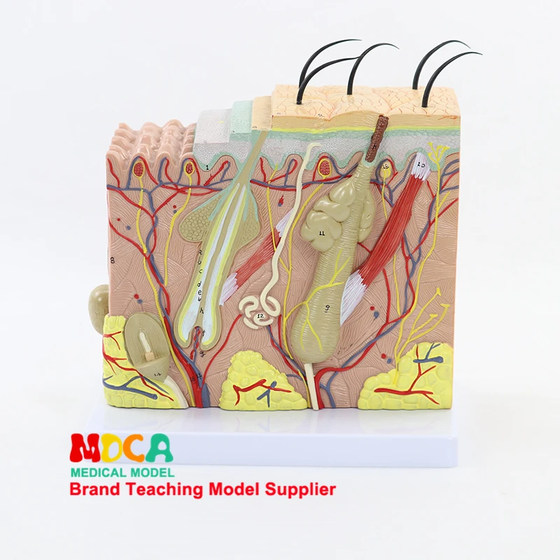 Кожи структура ткани стереоскопического модель кожи увеличивается 70 раз, что кожи человека учения медицина MPF002