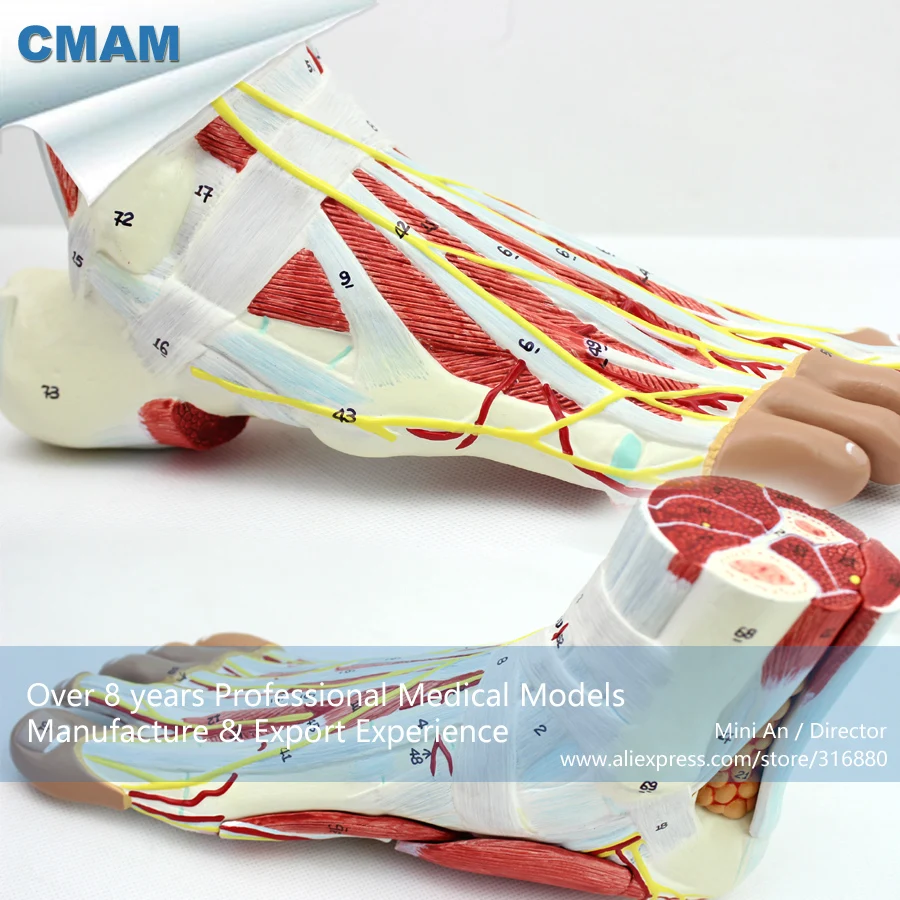 12035 CMAM-MUSCLE11 Full Size 1:1 Human Anatomy Foot Muscle Model, Medical Science Educational Teaching Anatomical Models 12035 CMAM-MUSCLE11 Full Size 1:1 Human Anatomy Foot Muscle Model, Medical Science Educational Teaching Anatomical Models
