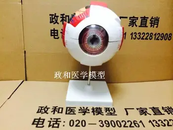 

Professional Human Eye Anatomy Model ENT Ophthalmology Eyeball internal structure Cornea iris lens vitreous