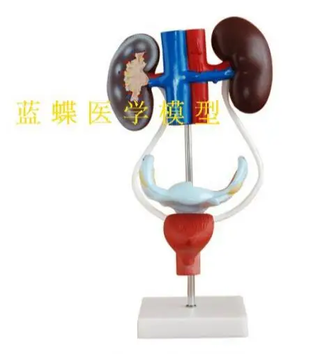 PVC Female reproductive system anatomy model female reproductive system model human urinary system model PVC Female reproductive system anatomy model female reproductive system model human urinary system model