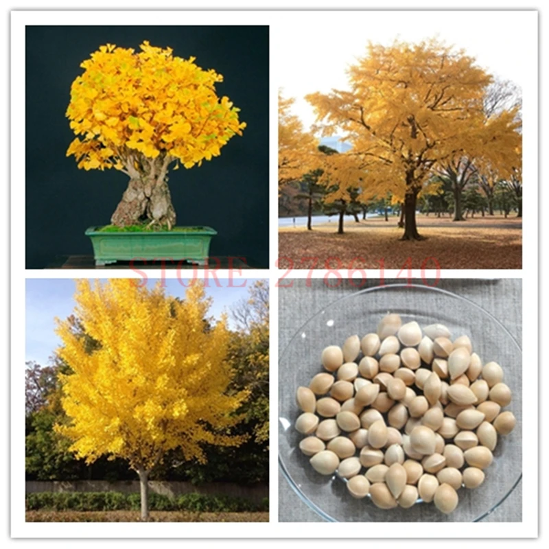 

5 pcs ginkgo potted plants, easy to grow and suitable for home garden potted planting.