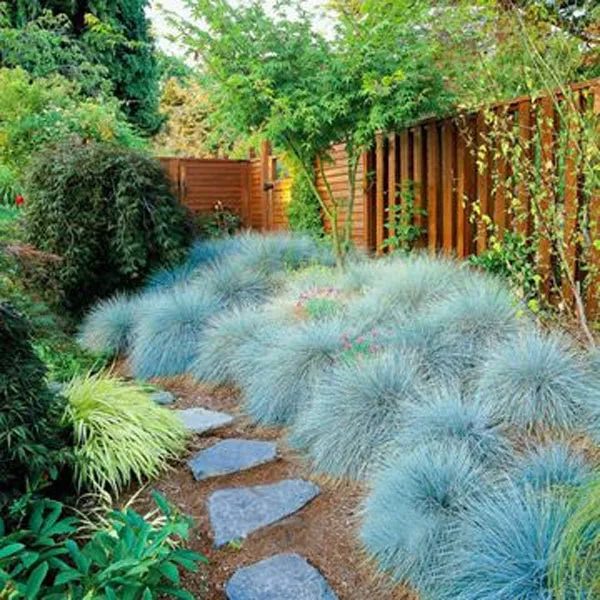 Image 120 Blue Fescue Grass Seeds   (Festuca glauca) Perennial Hardy Ornamental Grass So Easy To Grow