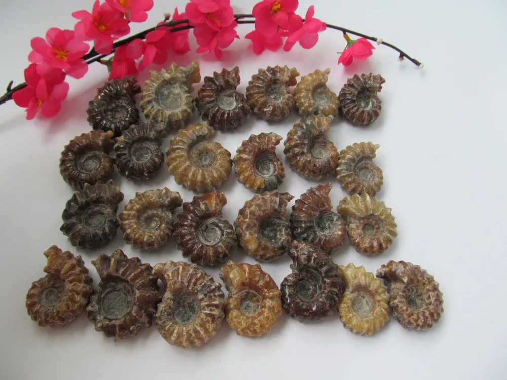 

Top Quality Rare Polished "Goat Horn" Douvilleiceras Ammonite Fossil 20---30g
