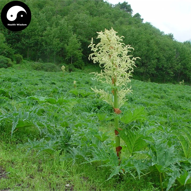 

Buy Chinese Rhubarb Semente 100pcs Plant Herb Rhubarb For Da Huang