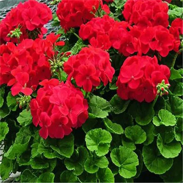 

100 Pcs Geranium Bonsai Rare Variegated Geranium Flower Potted Winter Perennial Pelargonium Plant for Home Garden Planting