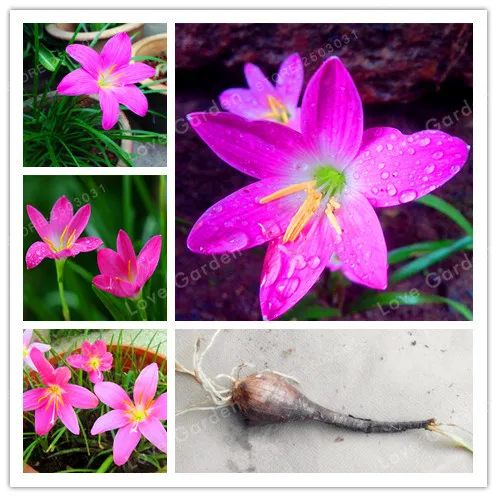 

2Bulb Zephyranthes Candida (onion Orchid Bulb) Easy Planting, Balcony Fun Indoor Outdoo Flower Pots Plant