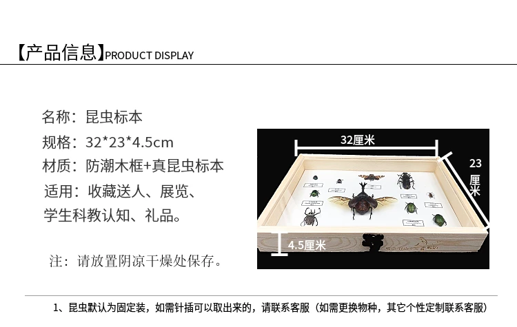 Хорошее качество Образцы насекомых набор с демонстрационными рамками Цикада/саранча/жуки/Coleoptera/Trypoxylus dichotomus