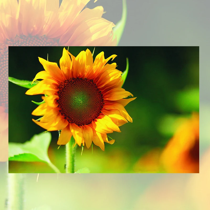 

Needlecrafts,diamond embroidery,Diamond Painting, 5d DIY Square Full Drill Peony flowers pictures pattern home decor sets