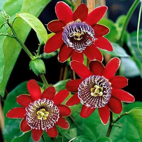 

10pcs Passion Flower(Passiflora Caerulea) - fruit DIY home garden free shipping