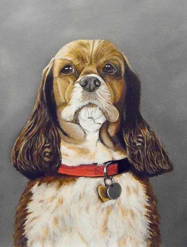 British cocker spaniel 3