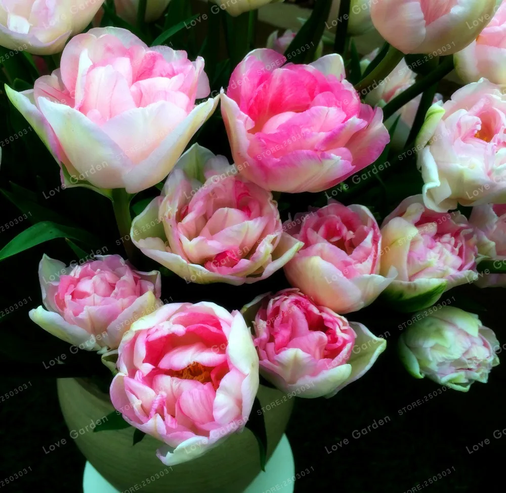 10 Pcs Tulip Bonsai Tulip Flower Beautiful Tulipanes Flower Plant For Garden plants(Not Tulip Bulbs ) Flower Symbolizes Love 10 Pcs Tulip Bonsai Tulip Flower Beautiful Tulipanes Flower Plant For Garden plants(Not Tulip Bulbs ) Flower Symbolizes Love