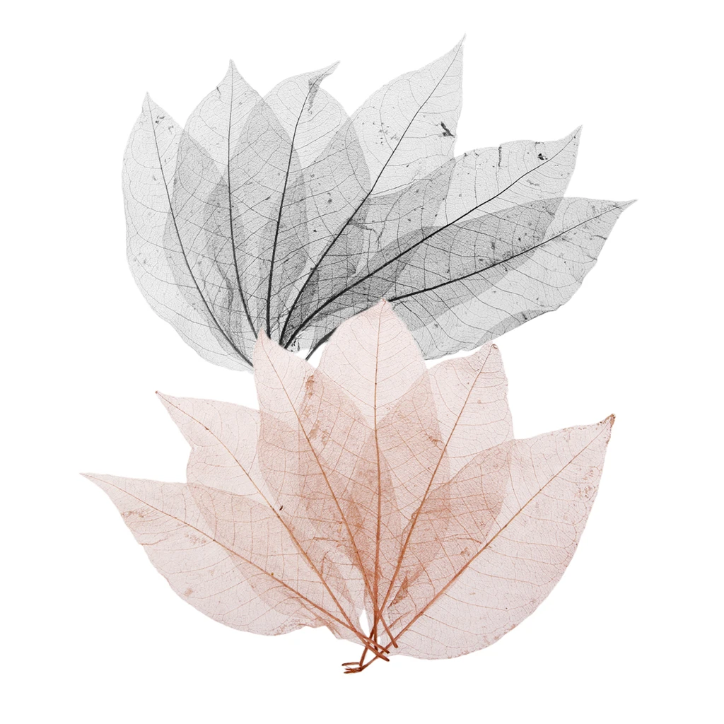 100 Pieces Natural Magnolia Skeleton Leaves Embellishment for Scrapbook DIY Crafts Bookmark Black Coffee