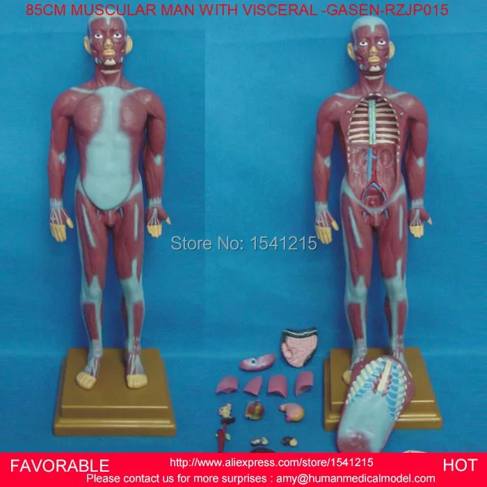 

HUMAN TORSO MODEL,MALE TORSO MODEL,ANATOMICAL MODEL, ANATOMY MEDICAL MODEL, MUSCULAR MAN WITH INTERNAL ORGANS -GASEN-RZJP015