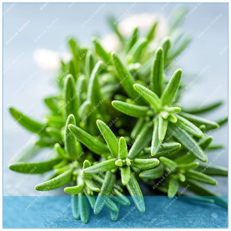 

ZLKING 50 /pack Rosemary DIY Garden Plant Easy To Grow Herb vegetable healthy