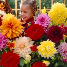 Real 20 pcs/bag mix colors dahlia seeds Surprisingly giant flower seeds baby very love it ~bonsai or pot plant seeds
