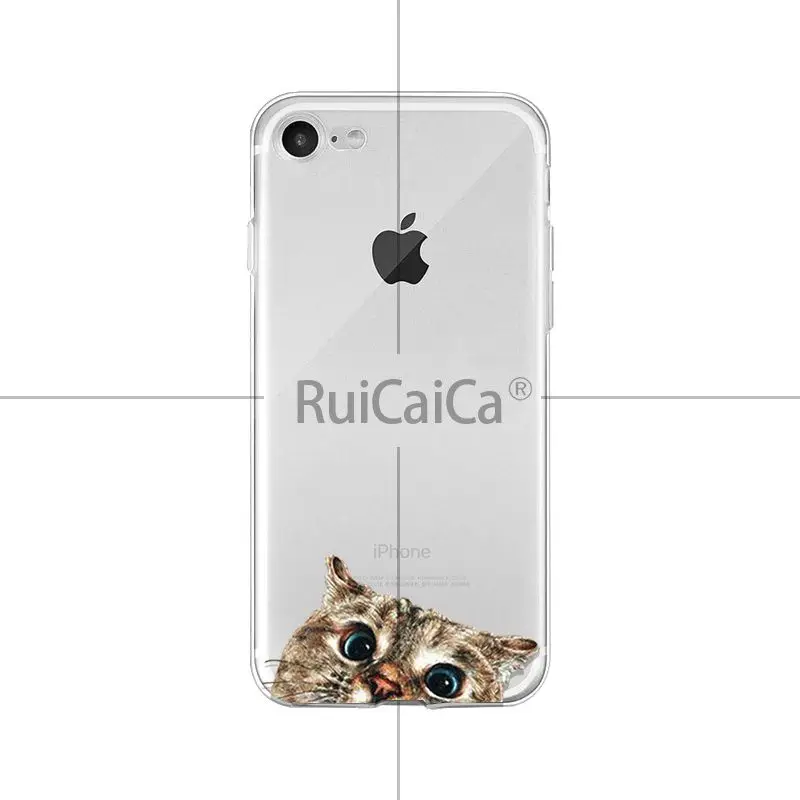 Cute and funny pet dog cat head