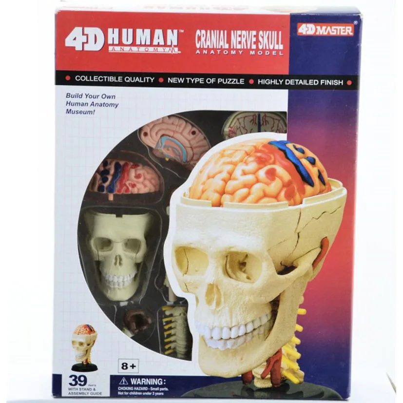 Бесплатная доставка 3d голова модель головы мышцы и нерва сборка системы Анатомия человека размерная модель