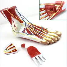 1:1 tamanho do pé esqueleto modelo com ligamentos e músculos anatômica pé humano modelo anatomia crânio modelo misturador esqueleto anatômica