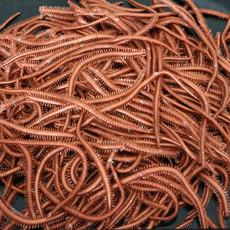 Черви Для Рыбалки Купить