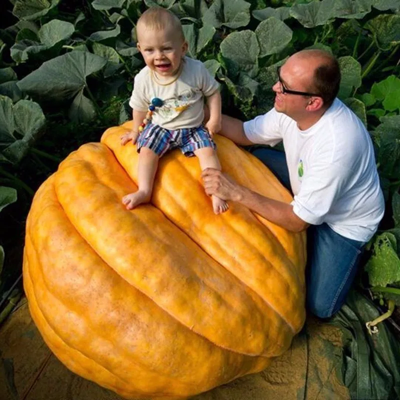Best Selling 20PCS Giant Pumpkin Seeds Super Pumpkins Seeds Orna Mental