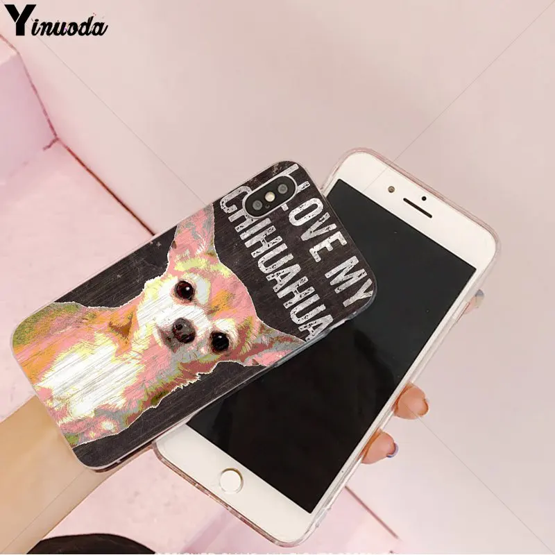Animal Chihuahua dog