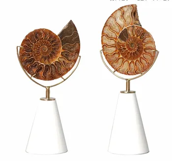 

Natural snail fossils decoration individual creative household