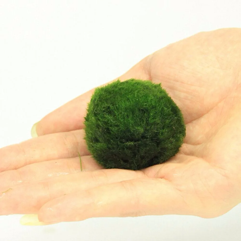 3-4cm-Cladophora-Live-Aquarium-Plant-Fish-Tank-Shrimp-Nano-For-MARIMO-MOSS-BALLS-Fish-Tank (1)