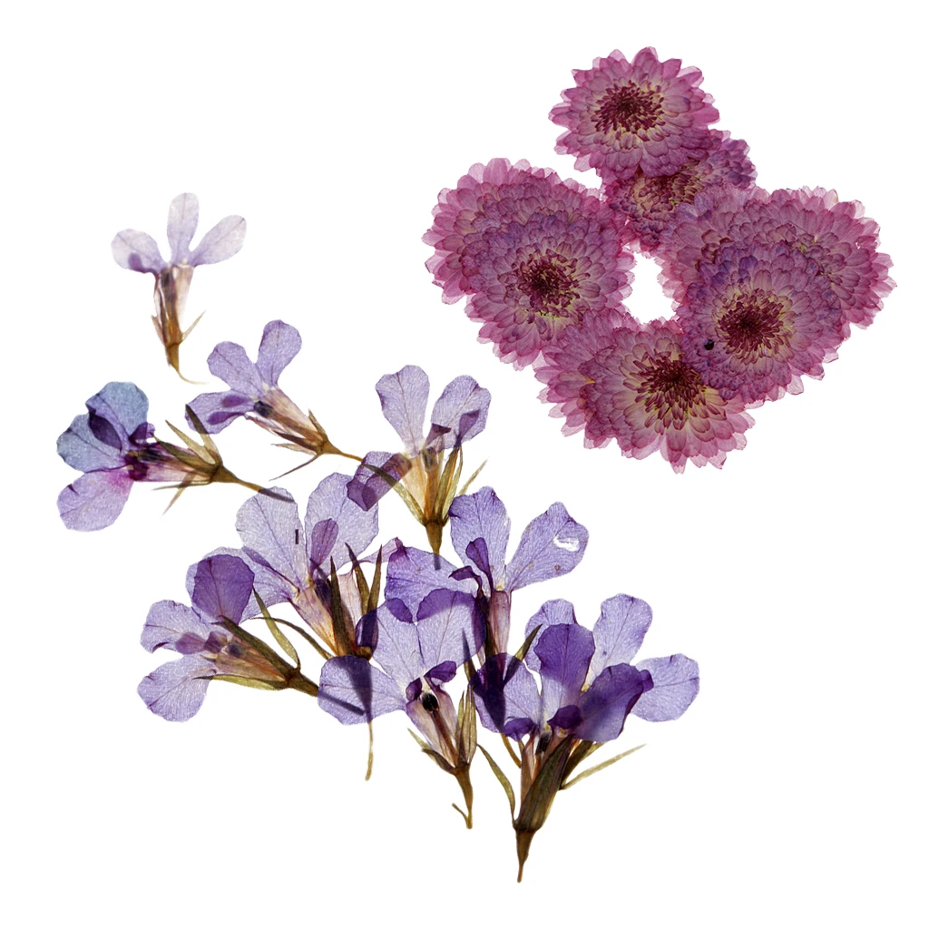 20 Pieces Pressed Dried Daisy & Lobelia Flower Dried Real Flowers Embellishments Card Making Crafts