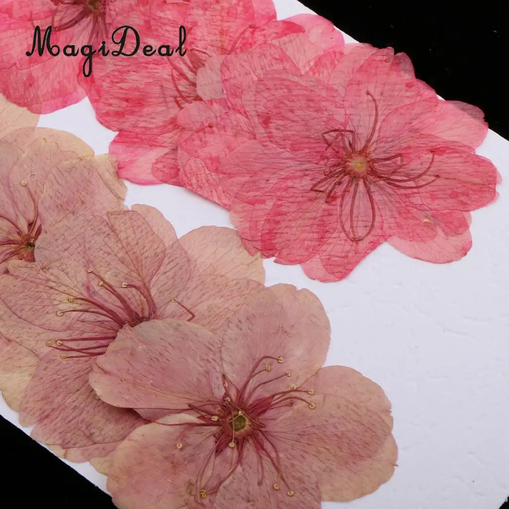 MagiDeal 10pcs Mixed Color Pressed Dried Sakura Flowers Cherry Blossom Art Craft Dried Flowers raft for House Decoration