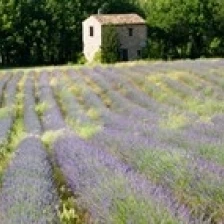 Barn in the lavender field  Luberon  Provence  France Poster Print (30 x 13)