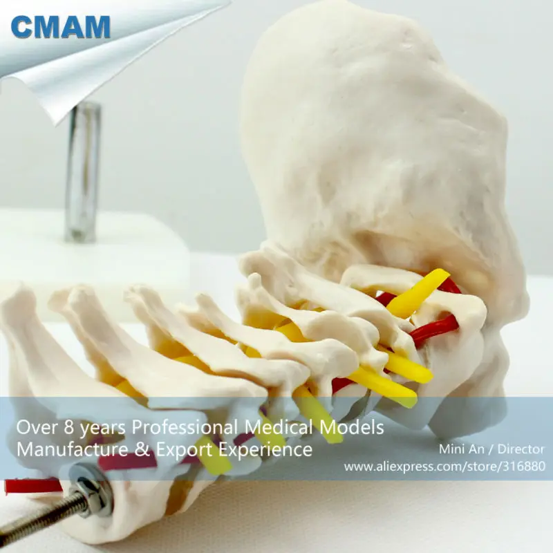 CMAM/12386 шейный позвоночник, медицинские анатомические модели