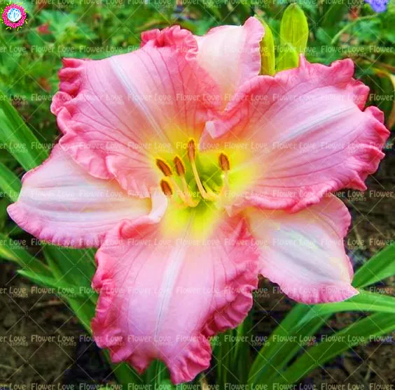 Шт. 20 шт. карликовые деревья Daylily цветы растения Hemerocallis лилии Крытый Бонсай цветочных растений многолетних растений для дома и сада украшени... Шт. 20 шт. карликовые деревья Daylily цветы растения Hemerocallis лилии Крытый Бонсай цветочных растений многолетних растений для дома и сада украшени...