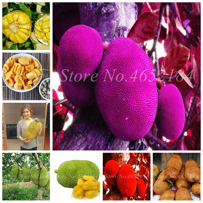 

Hot Sale! 5pcs/lot Fresh Jackfruit Bonsai Tropical Rare Giant Tree Plant Miracle Fruit Pot Garden New Big Flowering Plant Plants